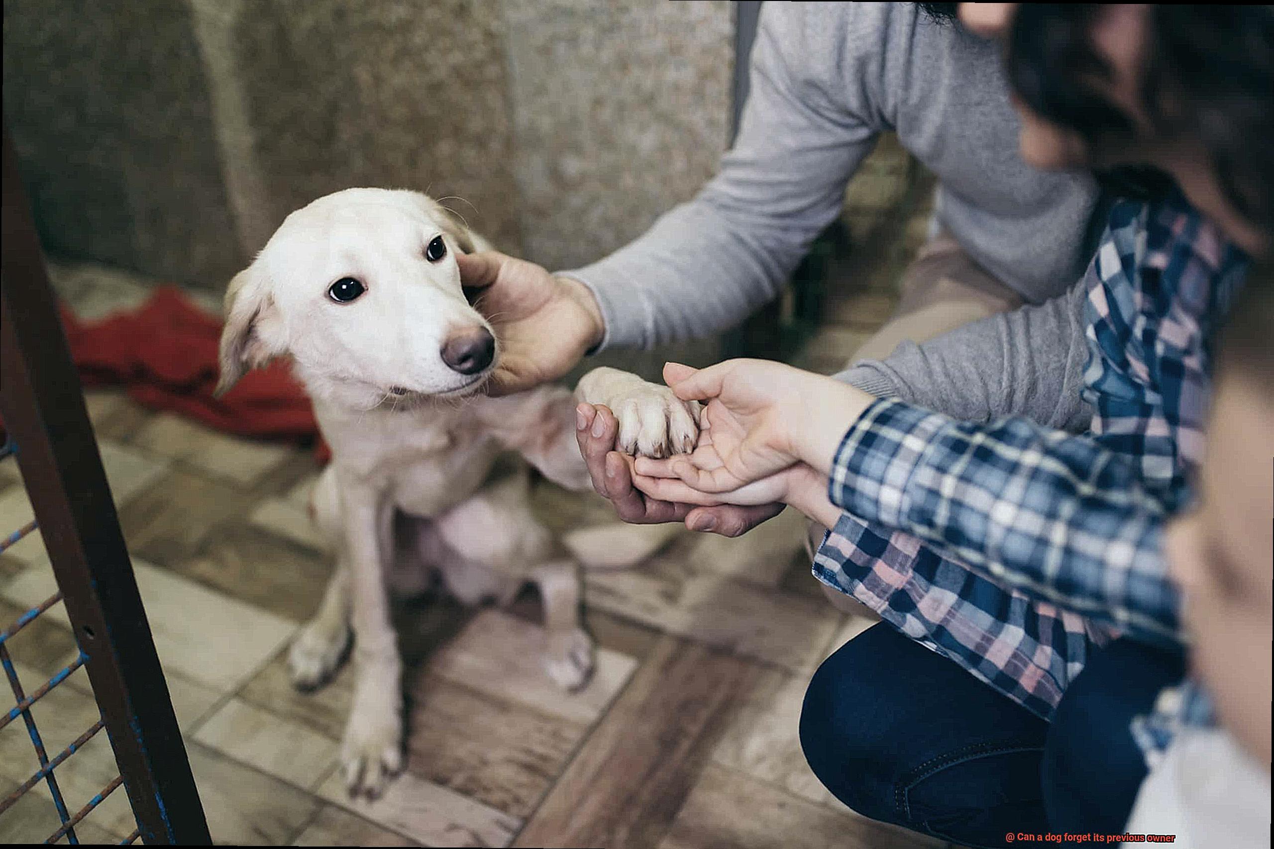 Can a dog forget its previous owner-3