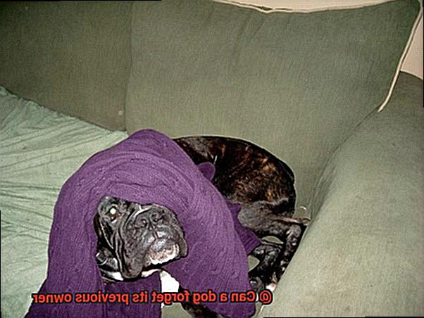 Can a dog forget its previous owner-2