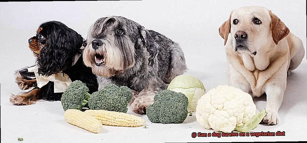 Can a dog survive on a vegetarian diet-2