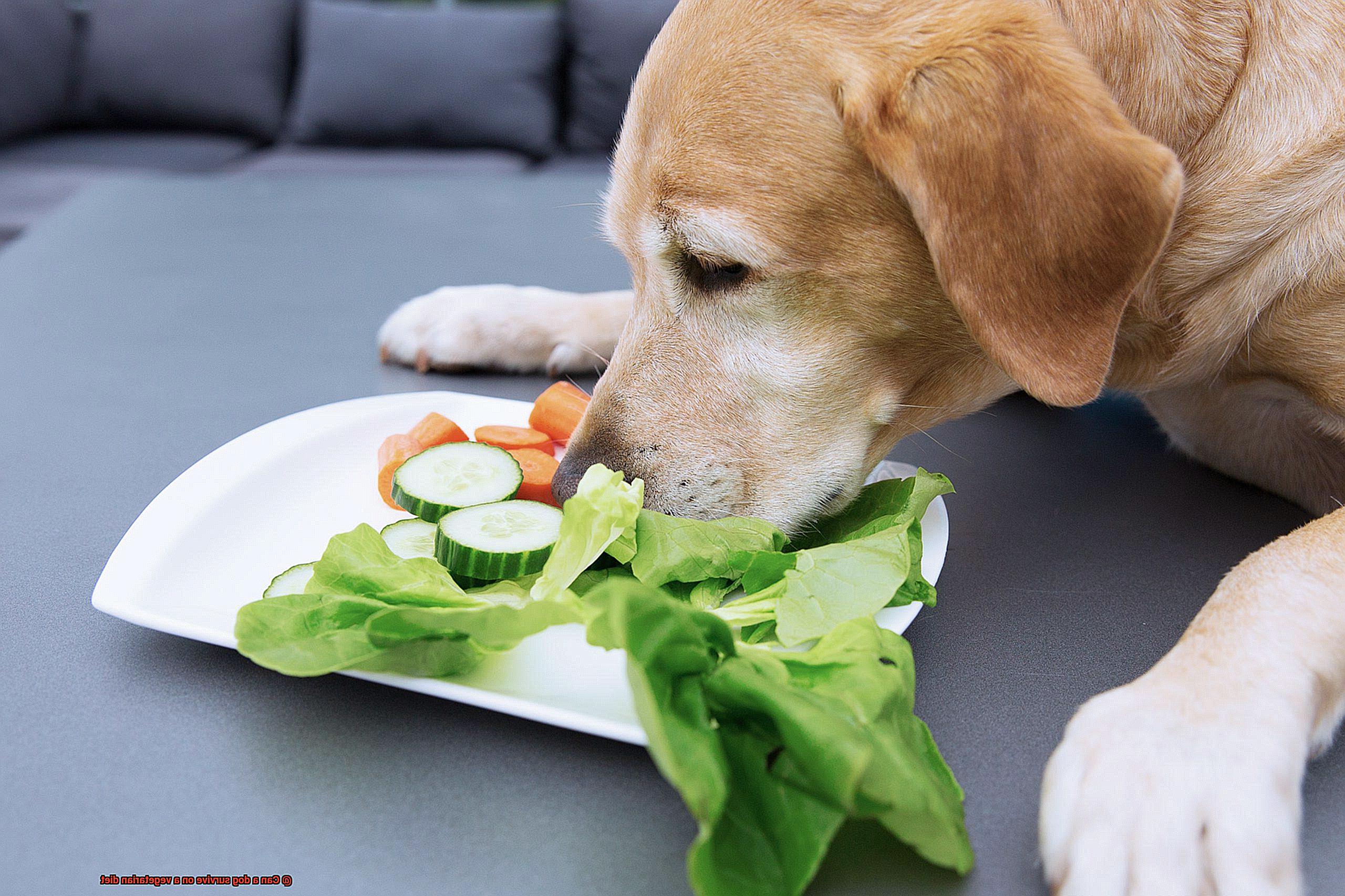 Can a dog survive on a vegetarian diet-5