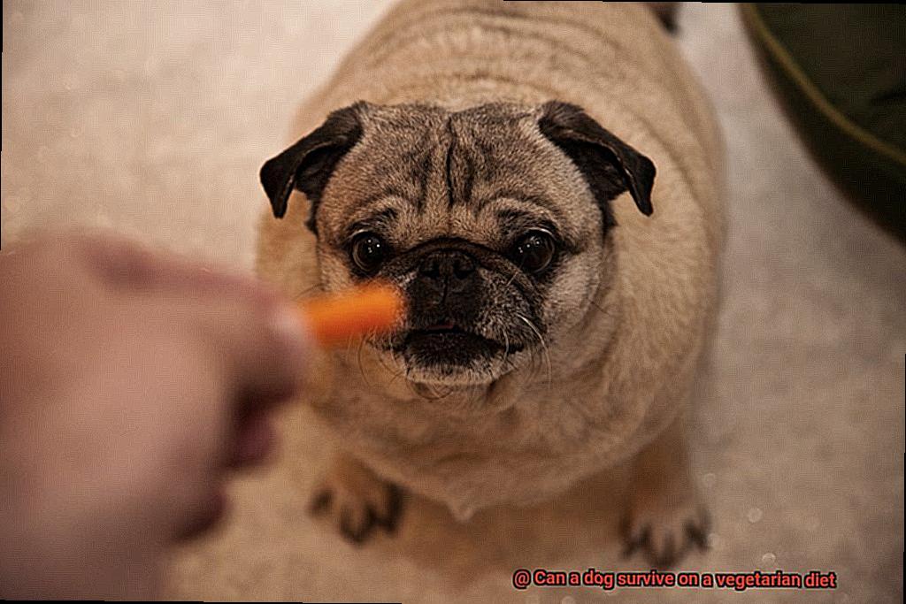 Can a dog survive on a vegetarian diet-4