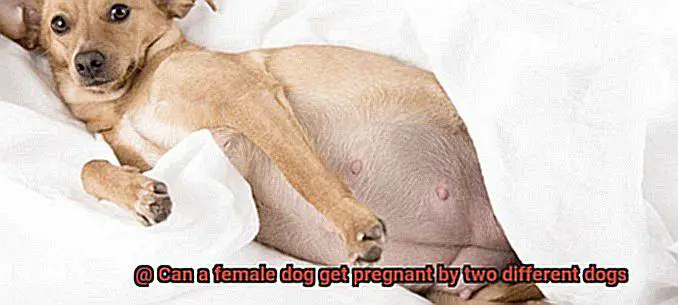 Can a female dog get pregnant by two different dogs-2