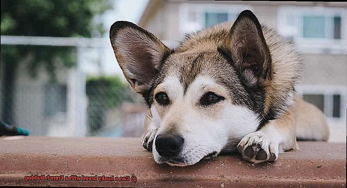 Can a husky breed with a French Bulldog-5