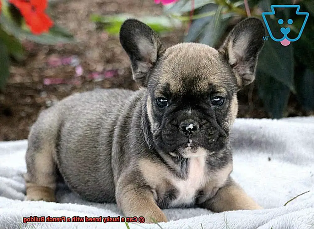 Can a husky breed with a French Bulldog-3