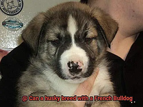 Can a husky breed with a French Bulldog-2