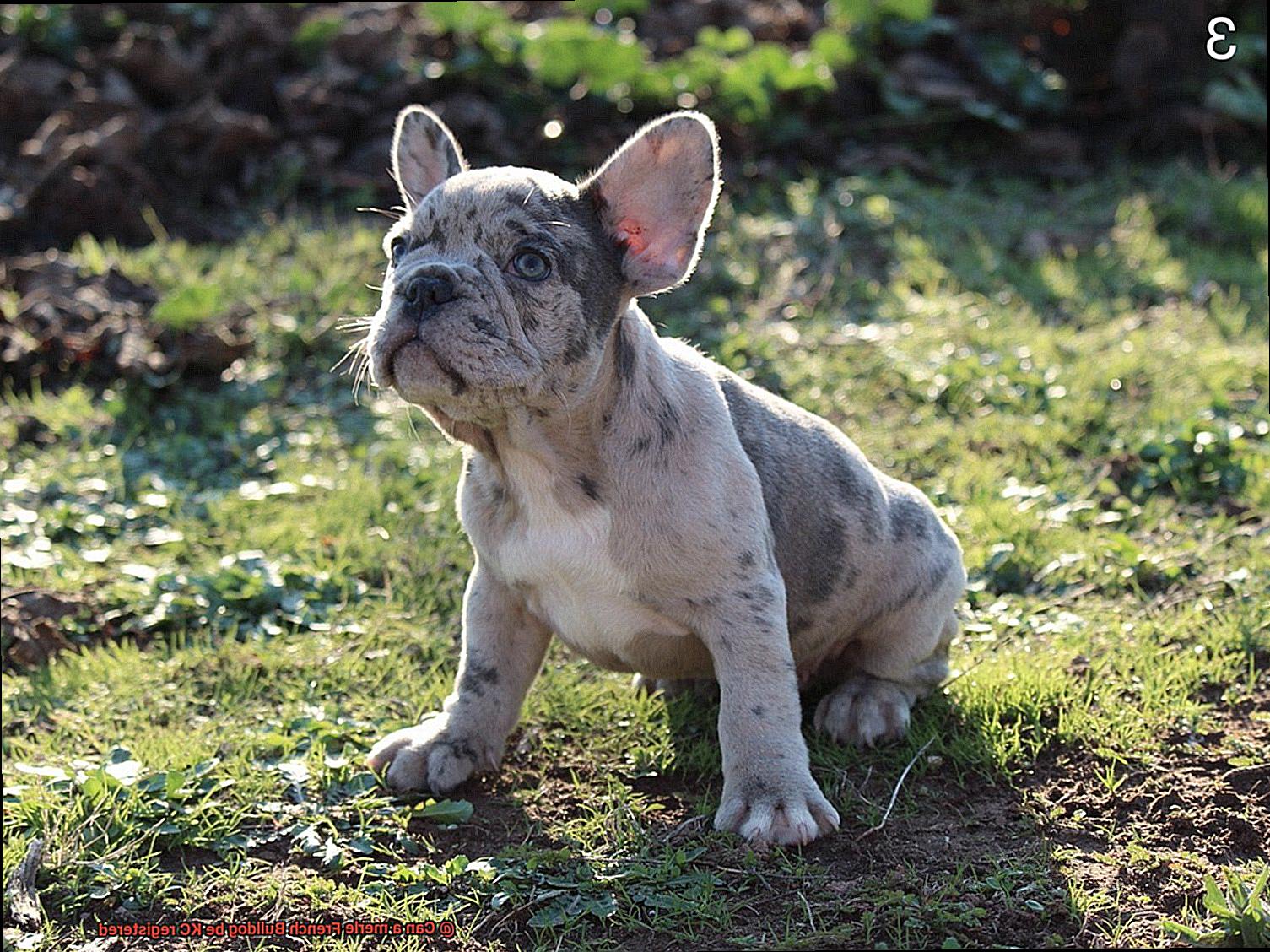Can a merle French Bulldog be KC registered-2