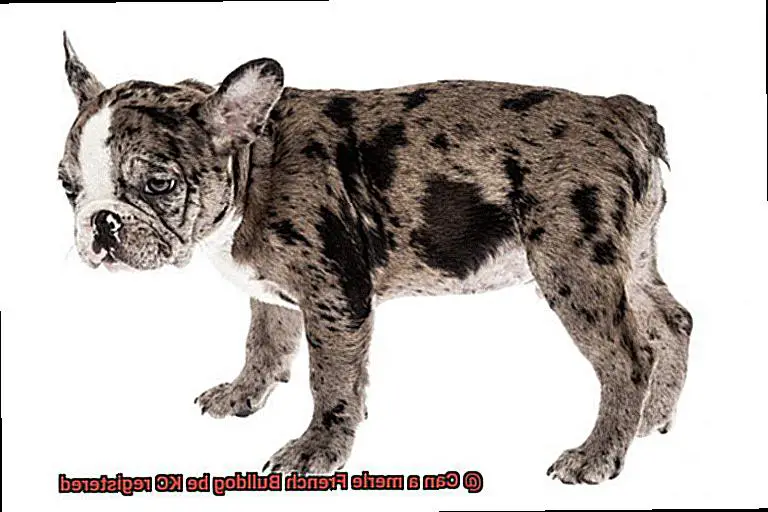 Can a merle French Bulldog be KC registered-4
