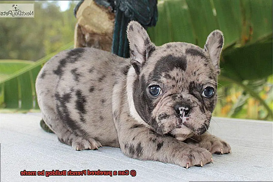 Can a purebred French Bulldog be merle-2