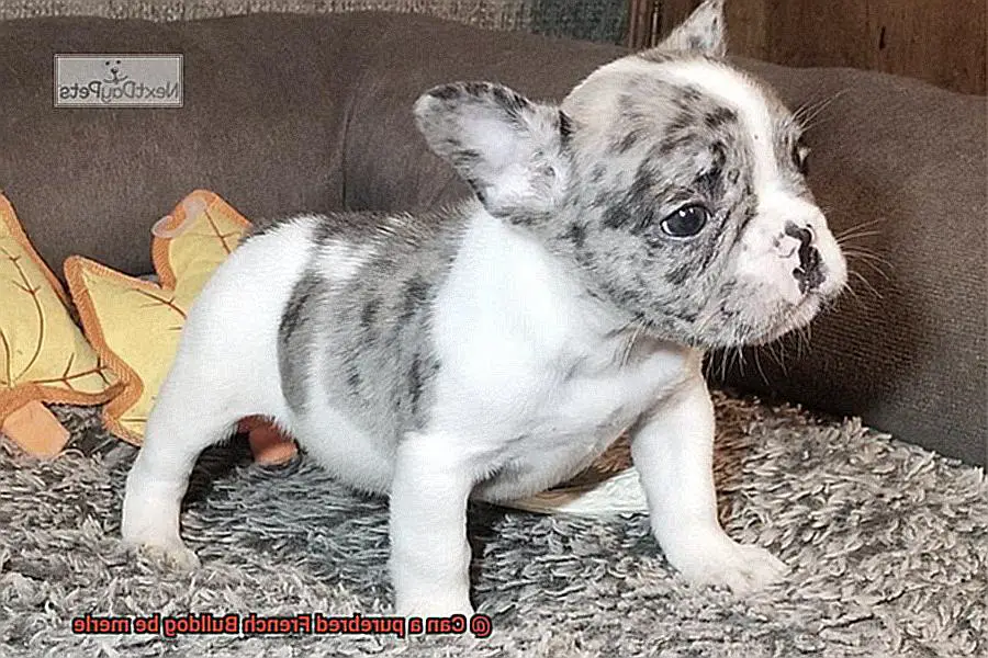 Can a purebred French Bulldog be merle-4