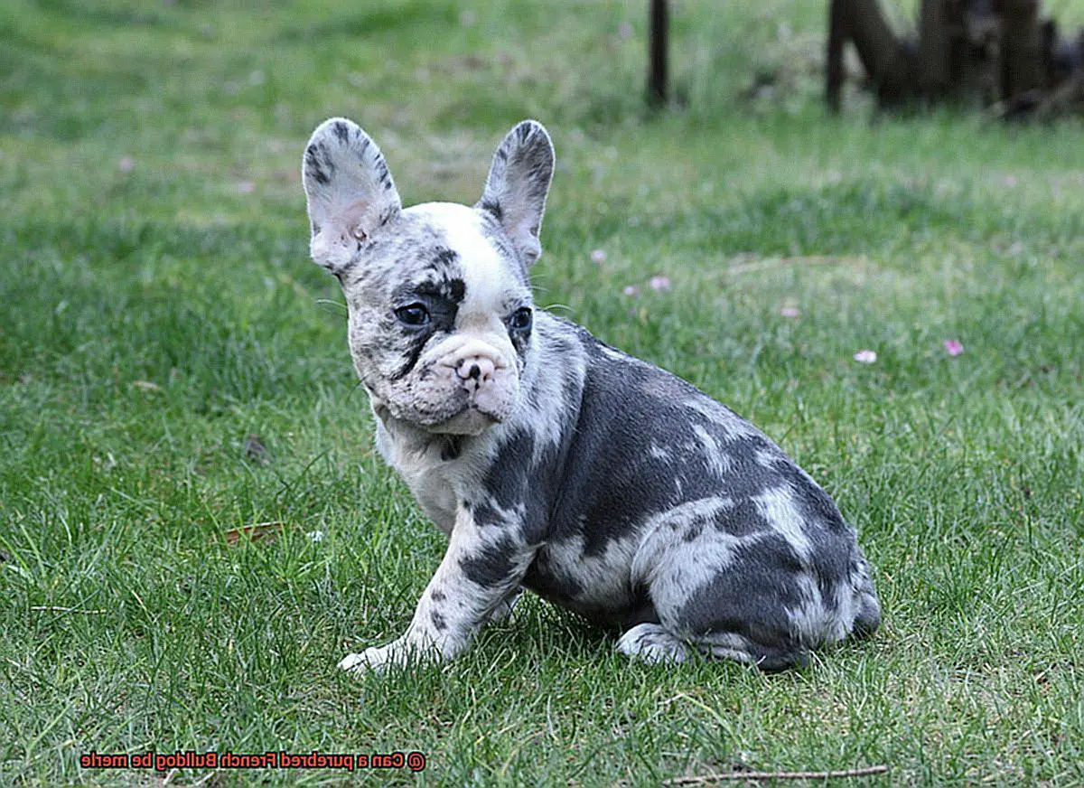 Can a purebred French Bulldog be merle-5