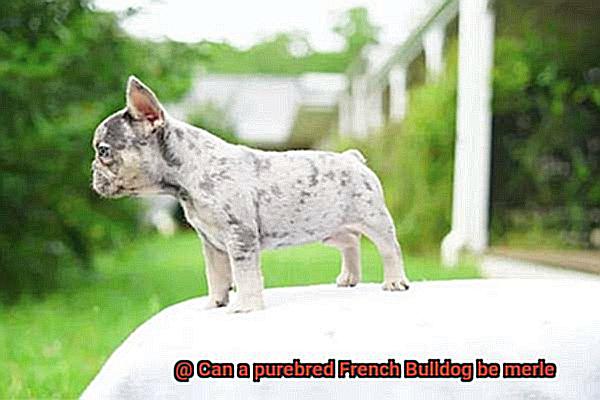 Can a purebred French Bulldog be merle-3