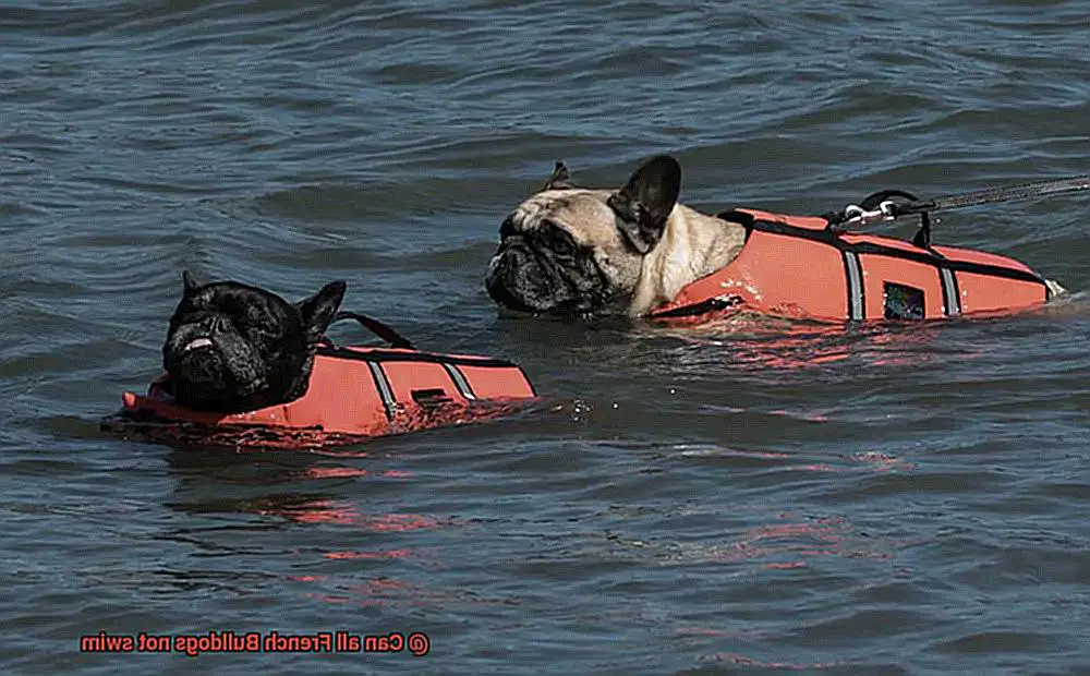 Can all French Bulldogs not swim-4