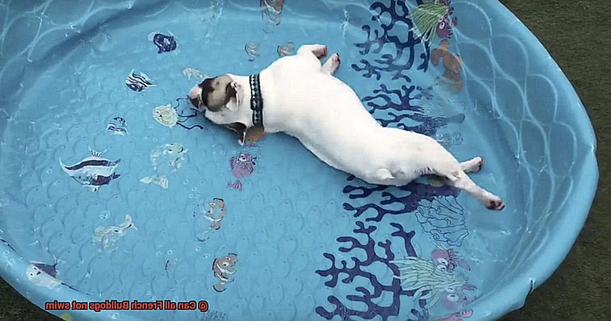 Can all French Bulldogs not swim-3