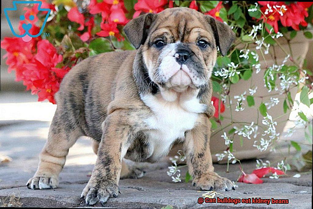 Can bulldogs eat kidney beans-5