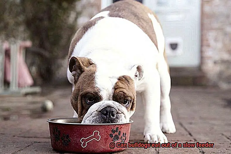 Can bulldogs eat out of a slow feeder-3