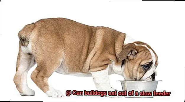 Can bulldogs eat out of a slow feeder-6