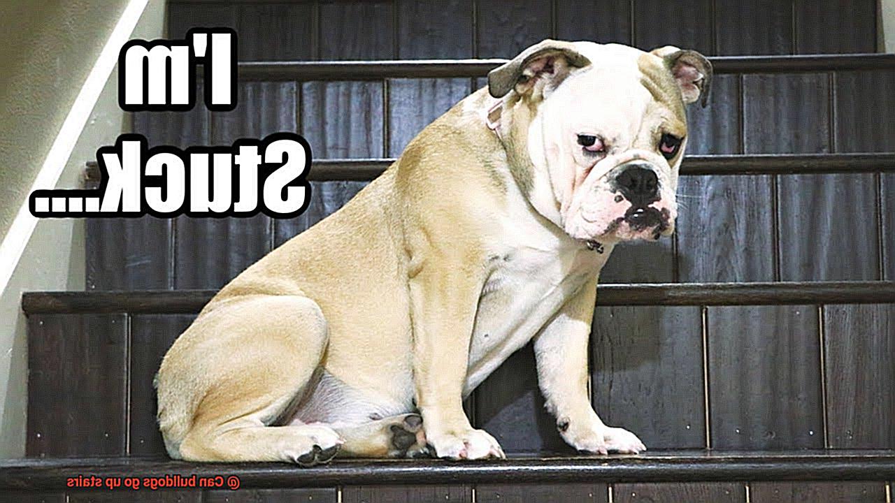 Can bulldogs go up stairs-4