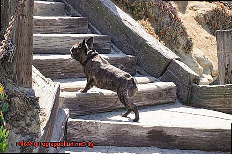 Can bulldogs go up stairs-2