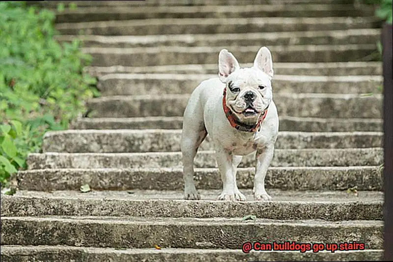 Can bulldogs go up stairs-3