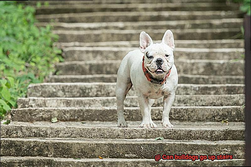 Can bulldogs go up stairs-3