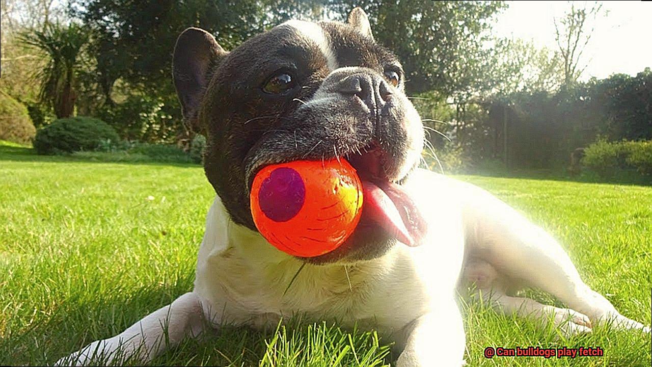 Can bulldogs play fetch-5