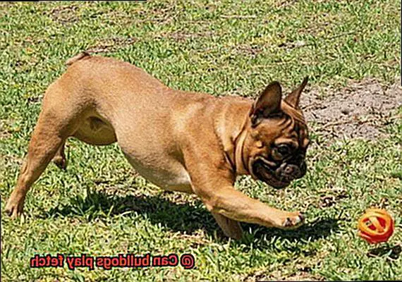 Can bulldogs play fetch-3