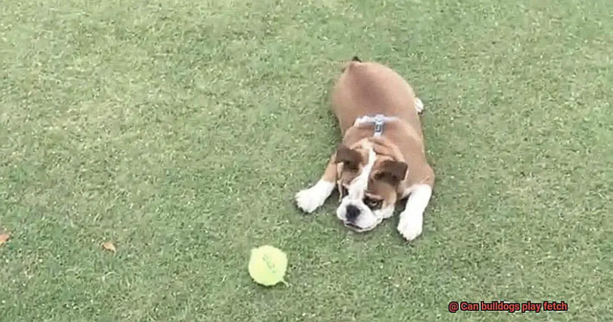 Can bulldogs play fetch-4