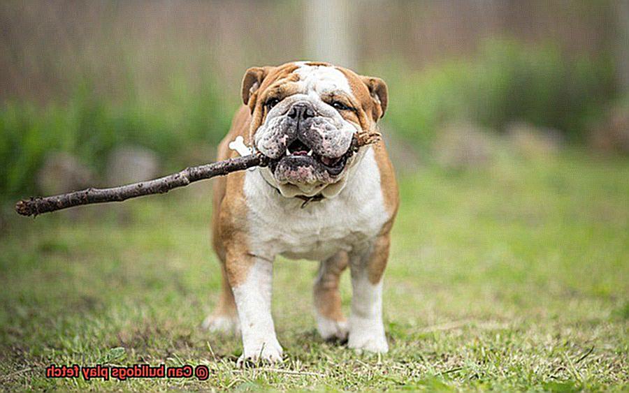 Can bulldogs play fetch-6