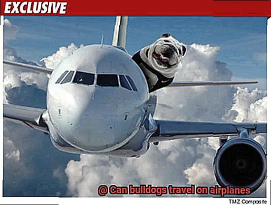 Can bulldogs travel on airplanes-2