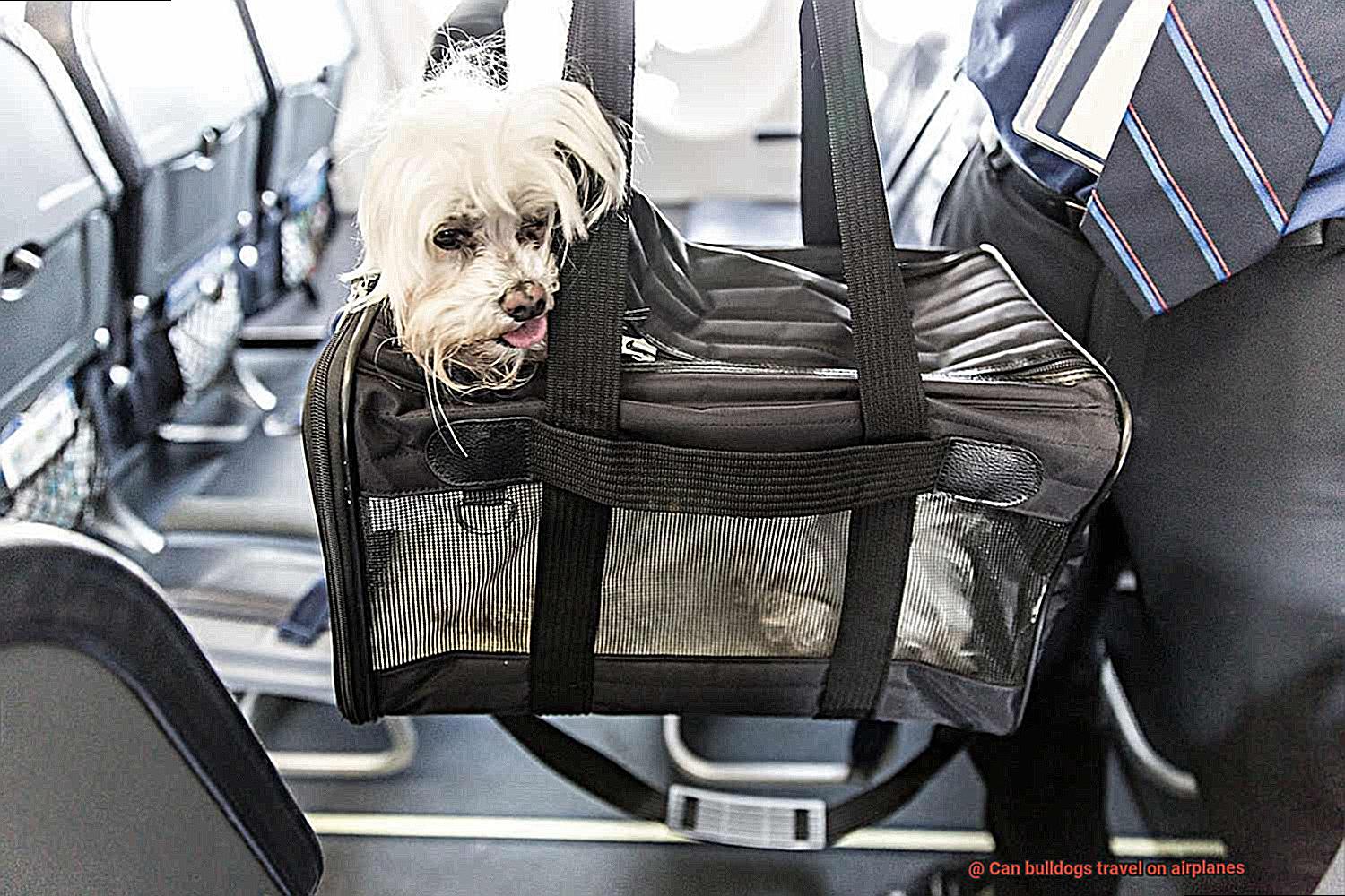 Can bulldogs travel on airplanes-3