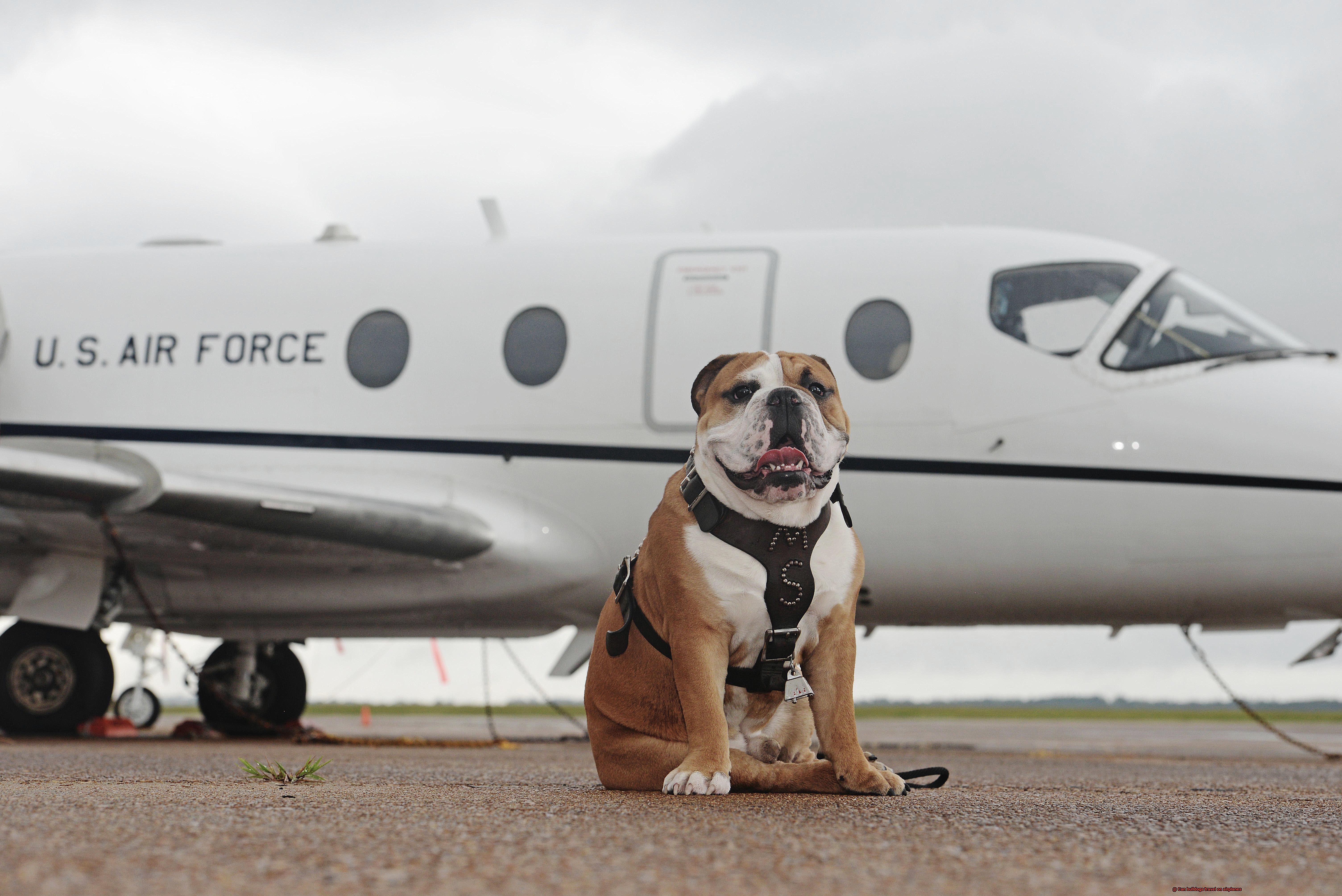 Can bulldogs travel on airplanes-7