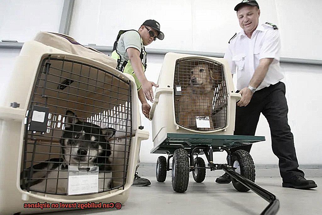 Can bulldogs travel on airplanes-4