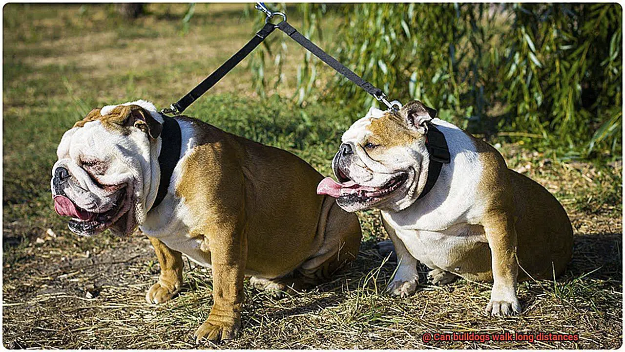 Can bulldogs walk long distances-3