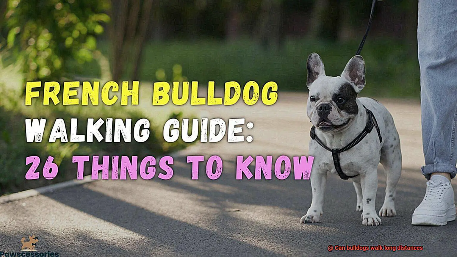 Can bulldogs walk long distances-2