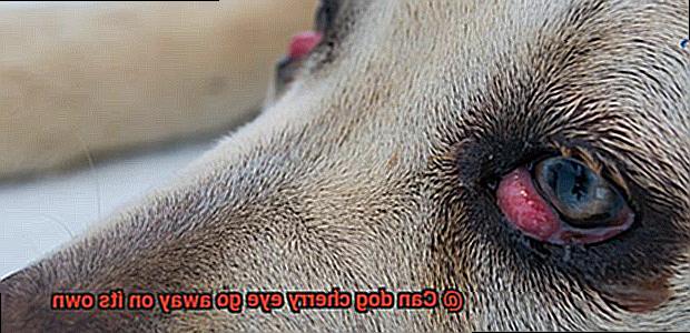 Can dog cherry eye go away on its own-2