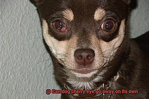 Can dog cherry eye go away on its own-6