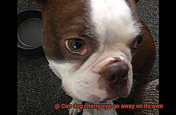 Can dog cherry eye go away on its own-7