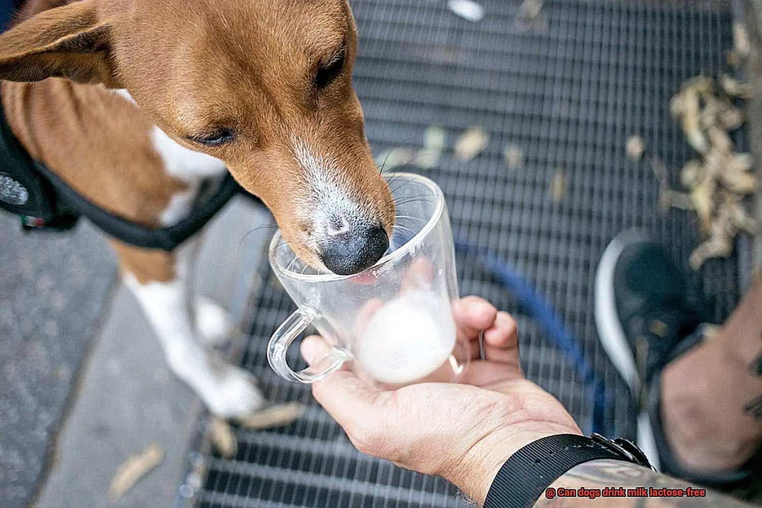 Can dogs drink milk lactose-free-2