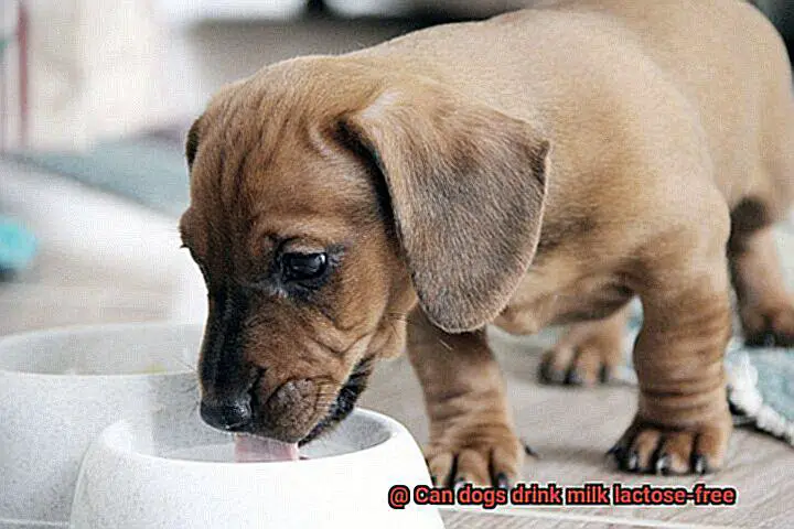 Can dogs drink milk lactose-free-3