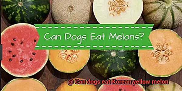Can dogs eat Korean yellow melon-2