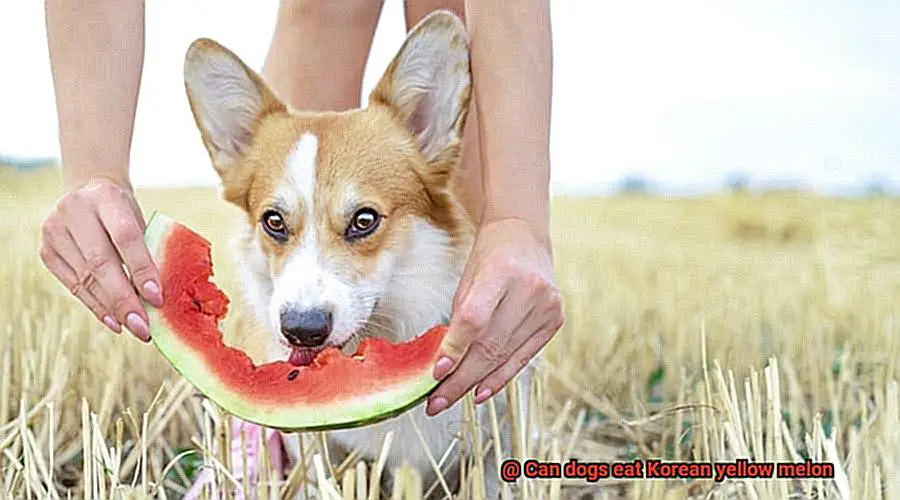 Can dogs eat Korean yellow melon-4