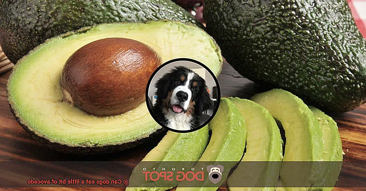 Can dogs eat a little bit of avocado-2