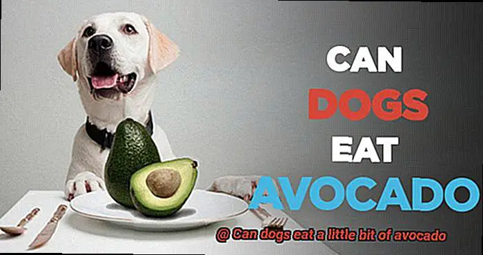 Can dogs eat a little bit of avocado-5