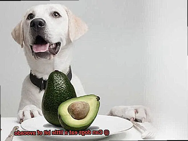 Can dogs eat a little bit of avocado-6