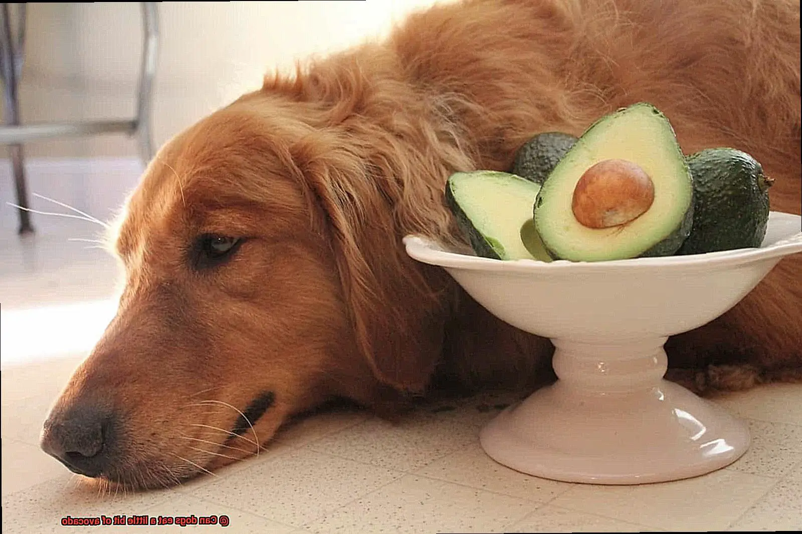 Can dogs eat a little bit of avocado-4