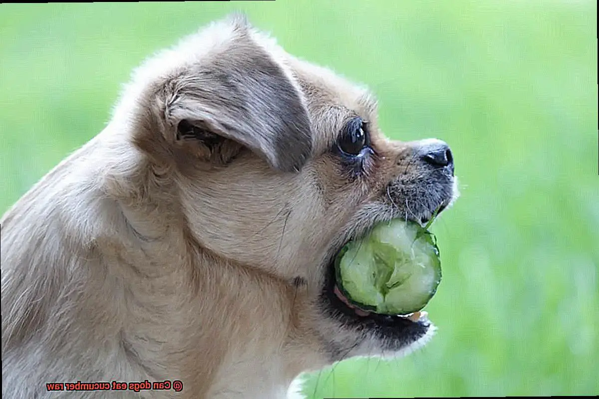 Can dogs eat cucumber raw-4