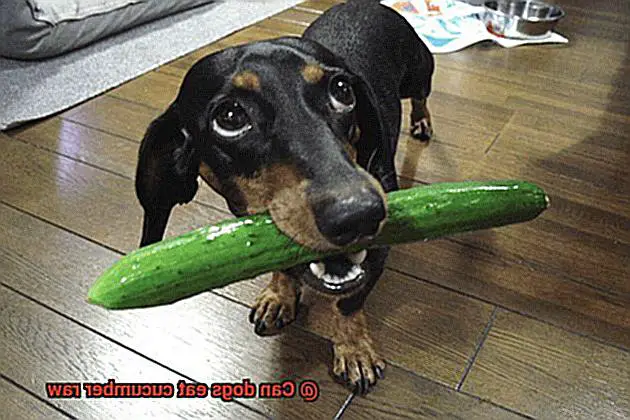 Can dogs eat cucumber raw-2