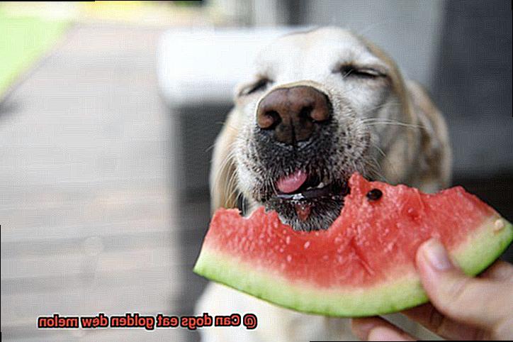 Can dogs eat golden dew melon-2