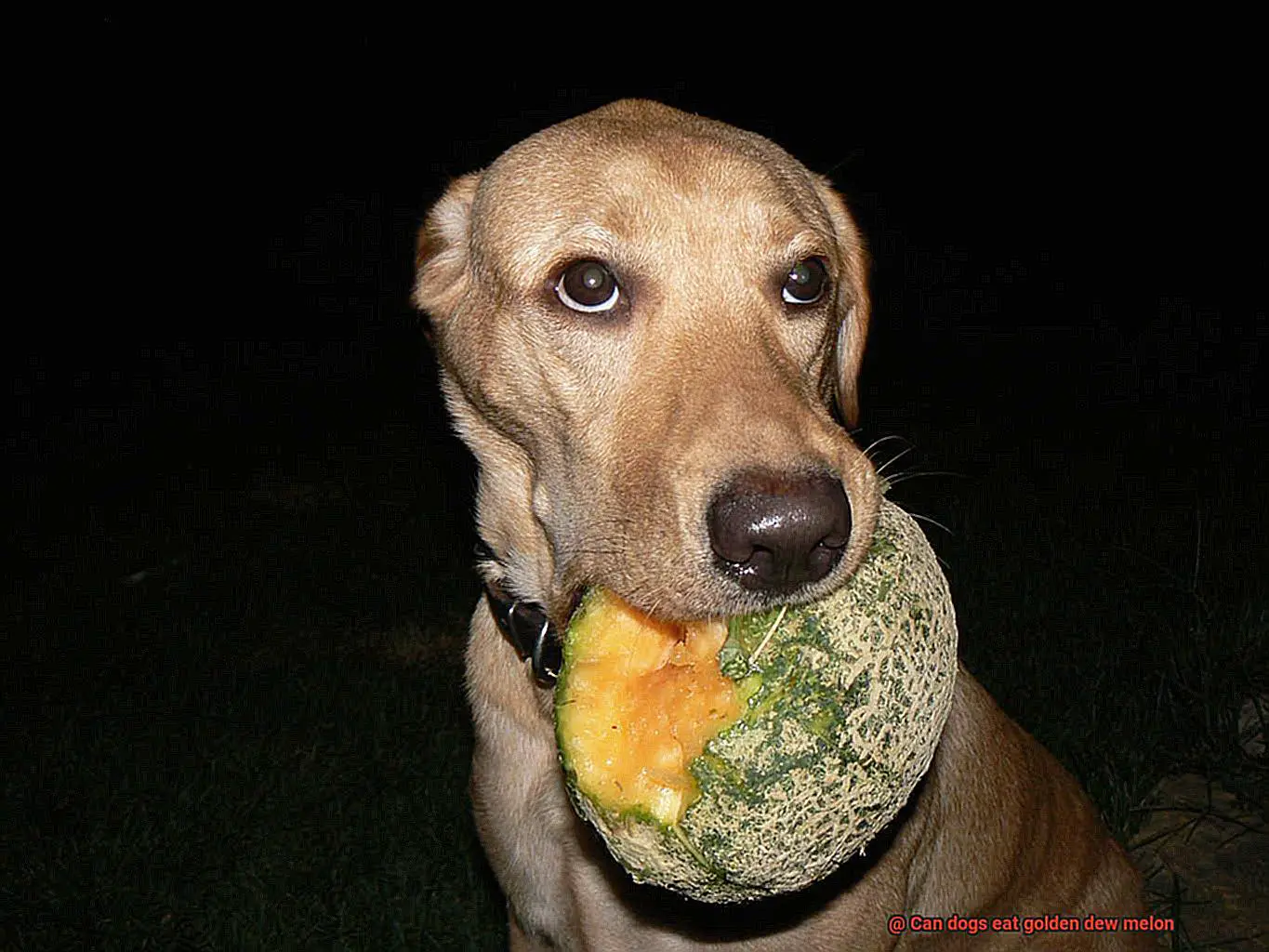 Can dogs eat golden dew melon-5