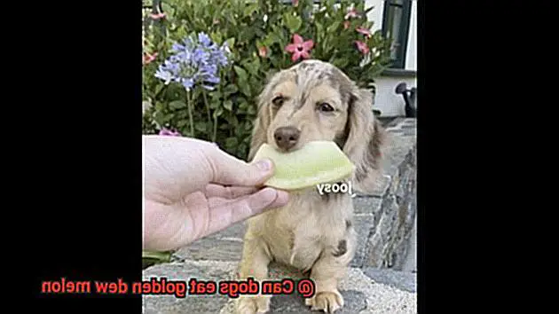 Can dogs eat golden dew melon-4